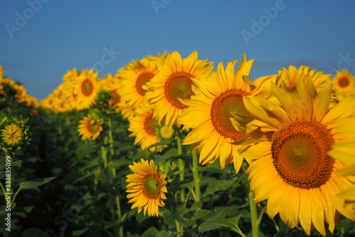Field of blooming sunflowers on a sunset background. Summer landscape.