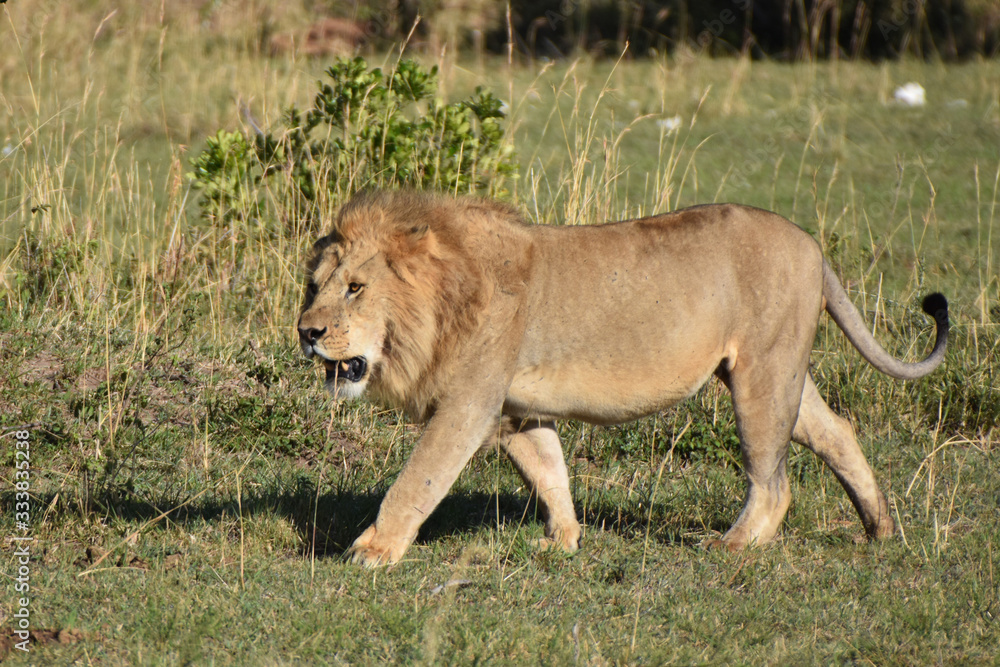 Male lion in Maasai Mara, Kenya