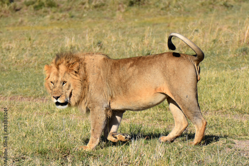 Male lion in Maasai Mara, Kenya