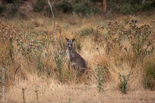 Fototapeta Naklejka Na Ścianę i Meble -  Känguru in hohem Gras