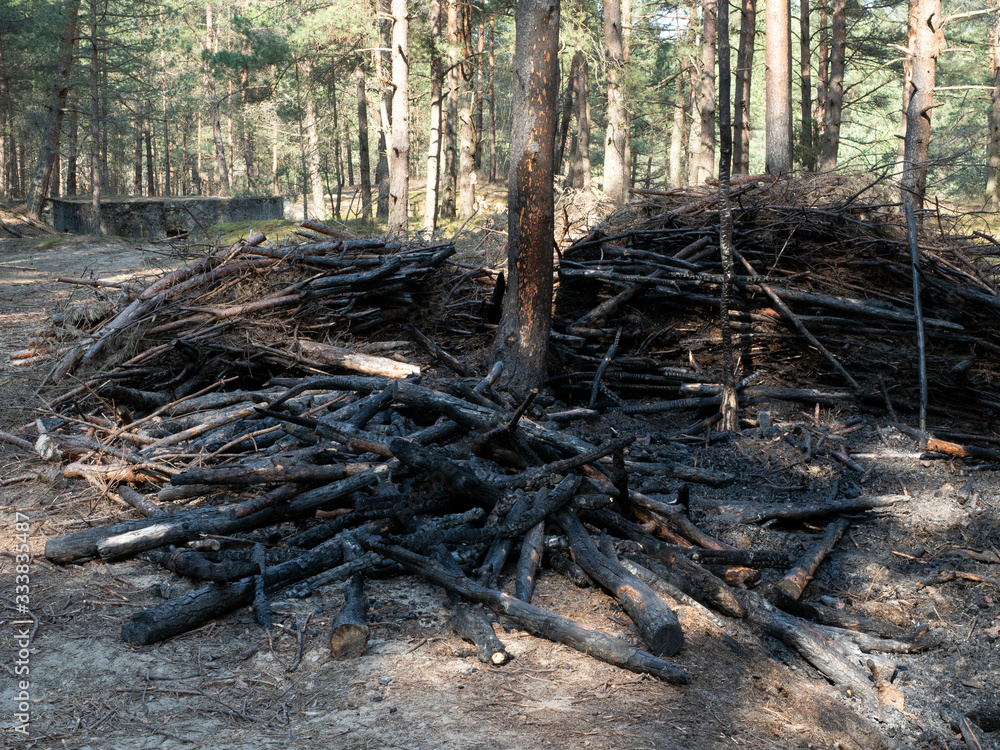 Stack of burnt sticks, logs and twigs in the forest. In the middle burned pine tree. Sunny day.