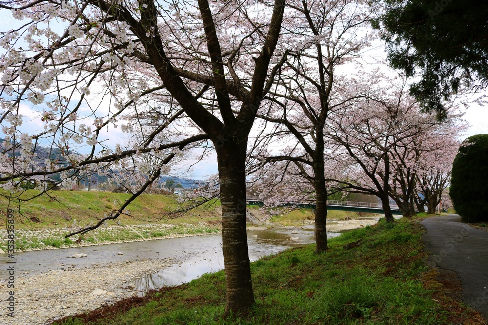 春　さくら　川　道　橋　杤木　風景