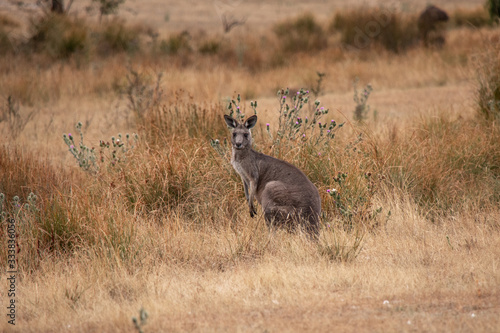 Känguru auf braunem Hintergrund