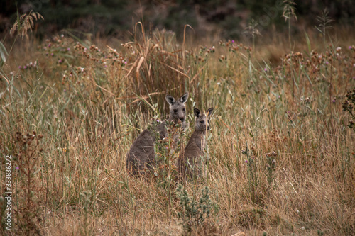 Zwei Kängurus in hohem Gras