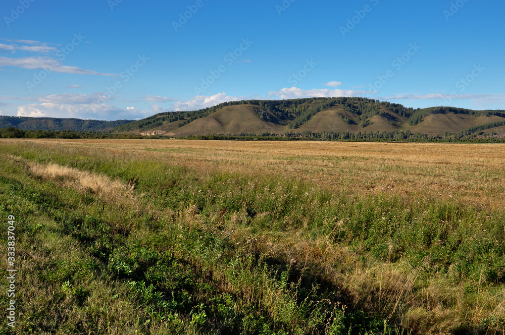 Obraz premium Yellow field with mountains and forest far away and blue sky. Cultivated area with trees. Agriculture