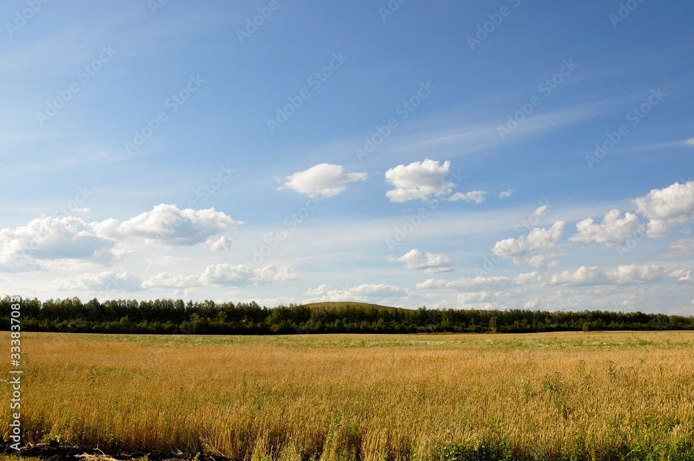 Yellow field with mountains and forest far away and blue sky. Cultivated area with trees. Agriculture Yellow field with mountains and forest far away and blue sky. Cultivated area with trees. Agriculture