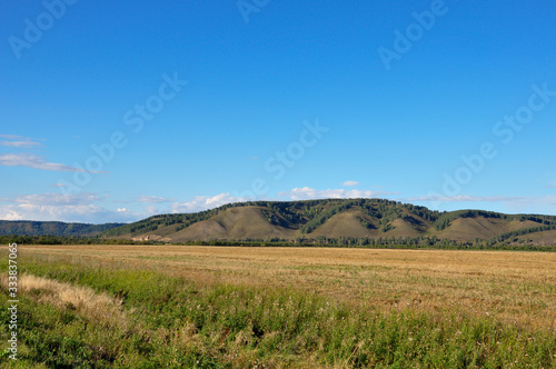 Yellow field with mountains and forest far away and blue sky. Cultivated area with trees. Agriculture © Oksana
