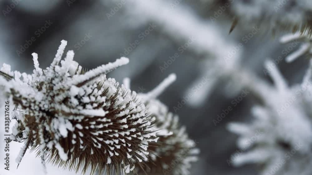 Slowmotion shot showing frozen plant moving in the wind. Moving shot with the Sony a7iii Slowmotion shot showing frozen plant moving in the wind. Moving shot with the Sony a7iii
