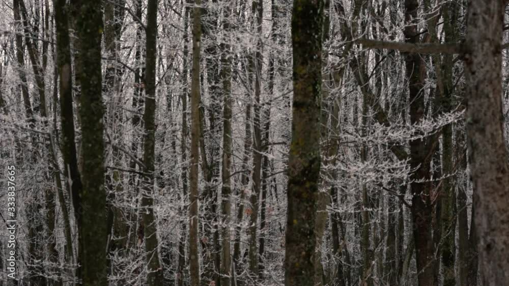 Slowmotion pan left showing frozen forest. Shot on the Sony a7iii Slowmotion pan left showing frozen forest. Shot on the Sony a7iii
