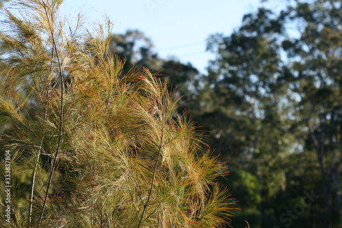 Nature Forest