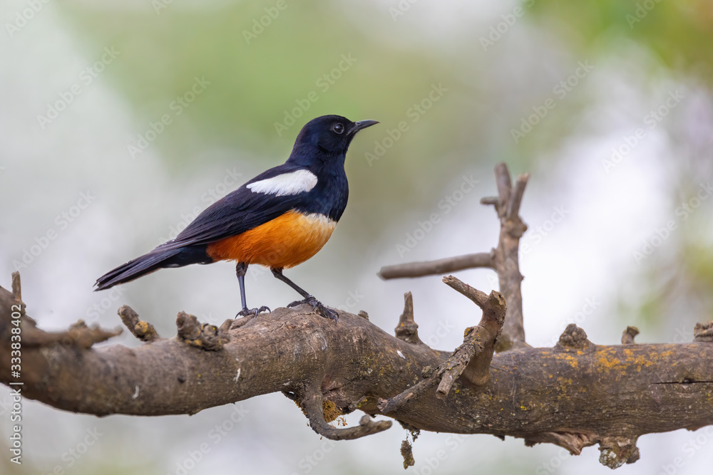 Mocking Cliff Chat on Wooden Log. Mocking cliff chat, Thamnolaea cinnamomeiventrid, is perching on stone in Gondar, Ethiopia, Africa wildlife Mocking Cliff Chat on Wooden Log. Mocking cliff chat, Thamnolaea cinnamomeiventrid, is perching on stone in Gondar, Ethiopia, Africa wildlife