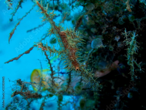 The amazing and mysterious underwater world of Indonesia, North Sulawesi, Manado, sea horse