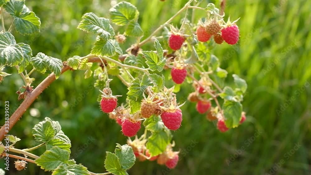 Raspberries on branch in a garden at sunset light. Closeup Raspberries on branch in a garden at sunset light. Closeup