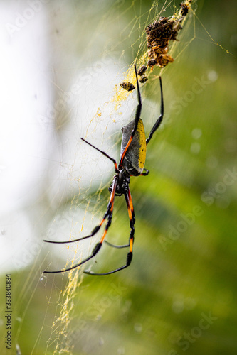 Araignée Néphila inaurota dans les hauts de la Réunion photo