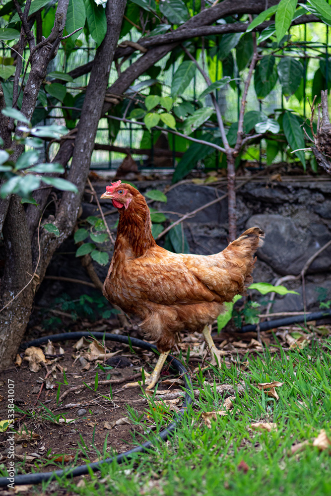 Fototapeta premium Poule rousse