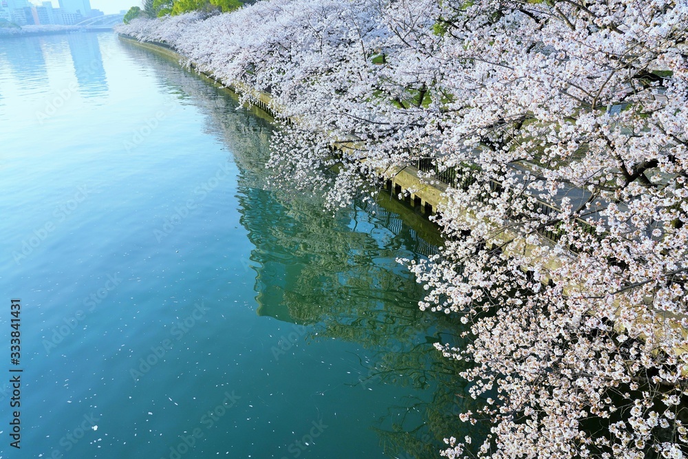 大阪・桜ノ宮の桜