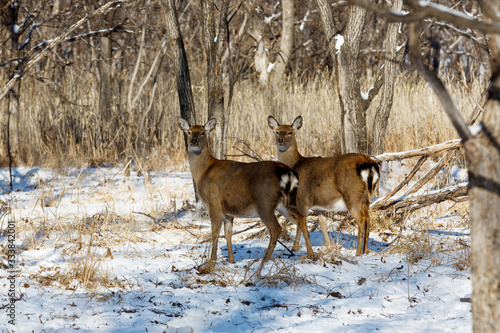 Wallpaper Mural Leopard Land National Park. A beautiful red deer looks at the camera in the middle of a snowy forest. Wild forest deer. Torontodigital.ca