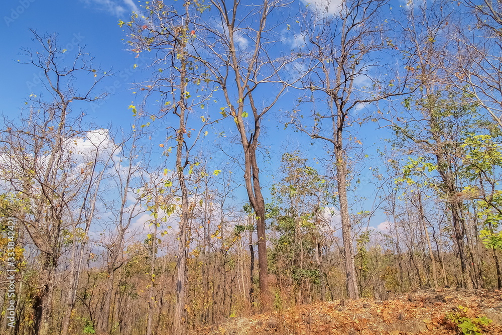 view of dry tree branches on side road with blue sky background, Mae Ya Waterfall, Chiang Mai, northern of Thailand. view of dry tree branches on side road with blue sky background, Mae Ya Waterfall, Chiang Mai, northern of Thailand.