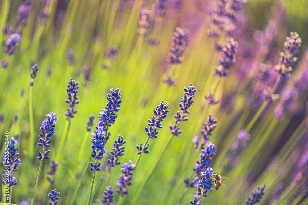 Fototapeta premium Beautiful field of lavender flowers in summer. Blurred abstract summer blooming meadow with bright sunlight. Tranquil zen nature background