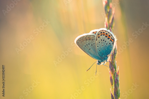 Canvas Print Sunset nature meadow field with butterfly as spring summer background concept