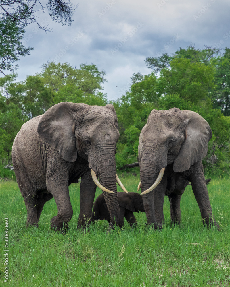 Beautiful Elephants' portrait captured in the African wilderness. Beautiful Elephants' portrait captured in the African wilderness.