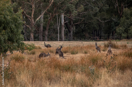 Fototapeta Naklejka Na Ścianę i Meble -  Australische Wildtier Landschaft