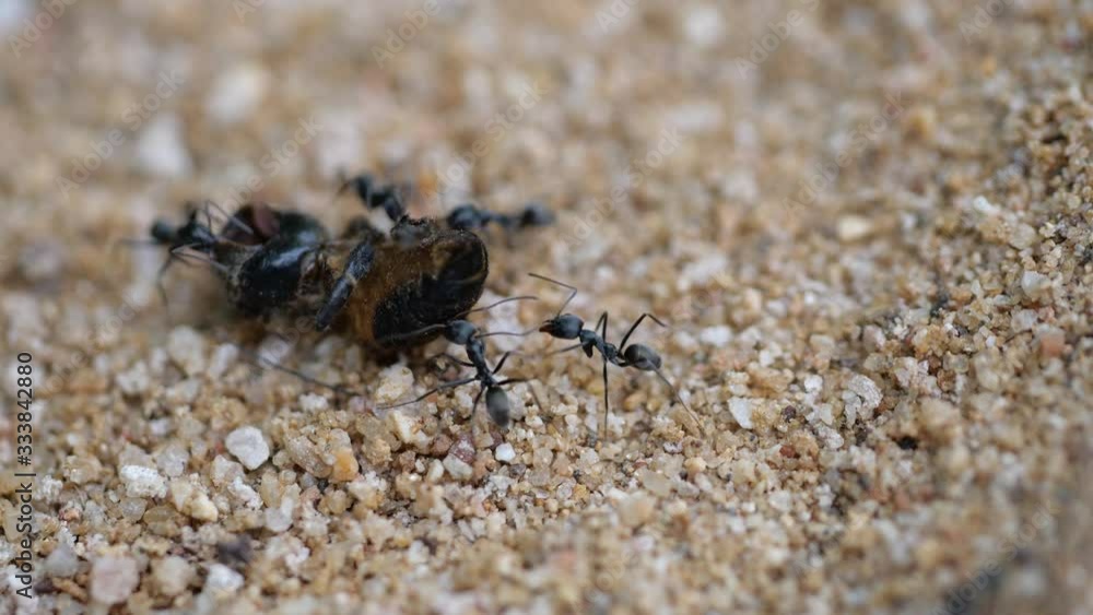 Ants bring a dead insect to the colony.