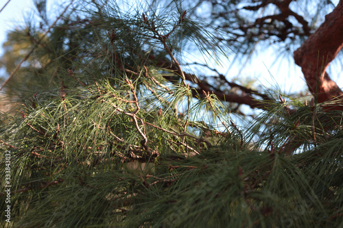 pine tree in Japanes garden