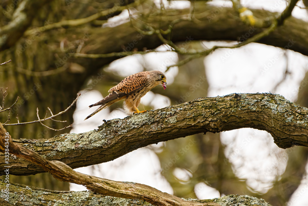 Common Kestrel (Falco tinnunculus) perched on a branch, eating a mouse, in England Common Kestrel (Falco tinnunculus) perched on a branch, eating a mouse, in England