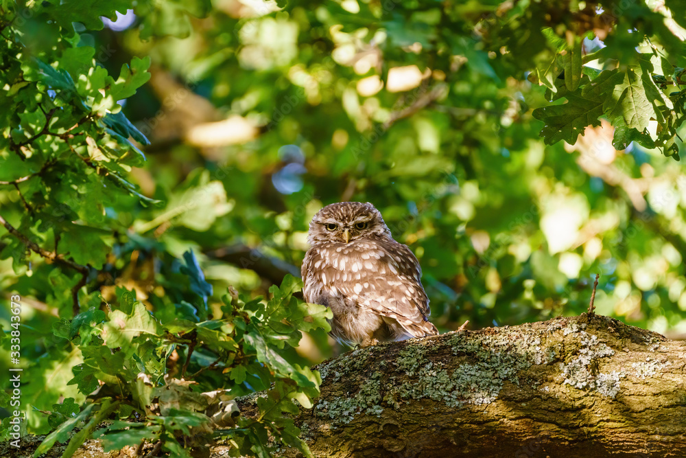 Little Owl (Athene noctua) surrounded by leaves in a tree, taken in the UK Little Owl (Athene noctua) surrounded by leaves in a tree, taken in the UK