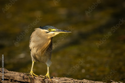 Striated heron or green backed heron close up sitting on tree trunk extremely sharp and close image clicked in keoladeo national park or bird sanctuary, bharatpur, india - butorides striata