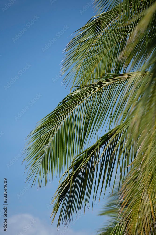 feuillage palmier