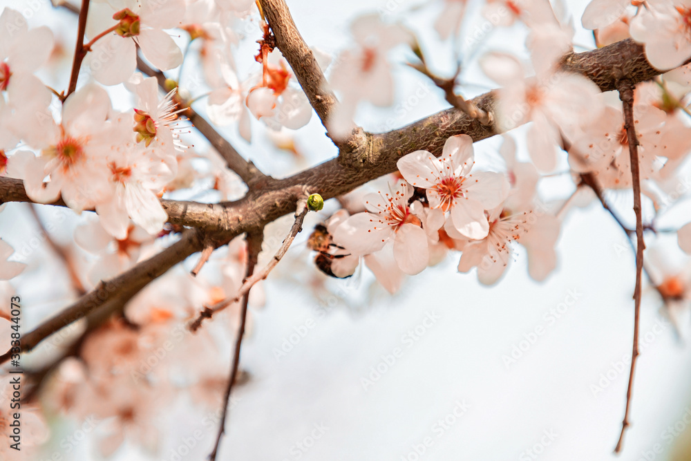 Cherry blossoms or other fruit trees in the spring season. Close up of flowers. Copy space. Sakura Cherry blossoms or other fruit trees in the spring season. Close up of flowers. Copy space. Sakura