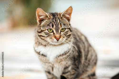 Portrait of a brown tabby cat sitting on a wooden porch. The concept of Pets and their care
