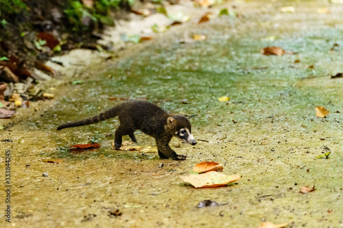 Baby Ring-Tailed Coati (Nasua nasua rufa) moving acros a path in jungle, taken in Costa Rica photo