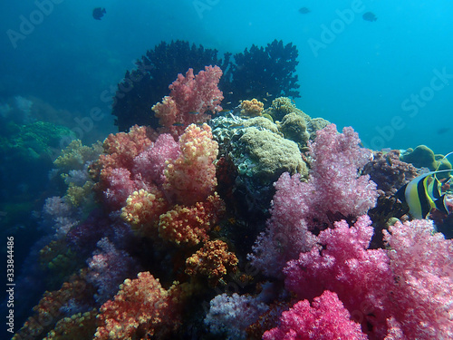 Fototapeta Naklejka Na Ścianę i Meble -  Marine life under sea water, underwater landscape photography
