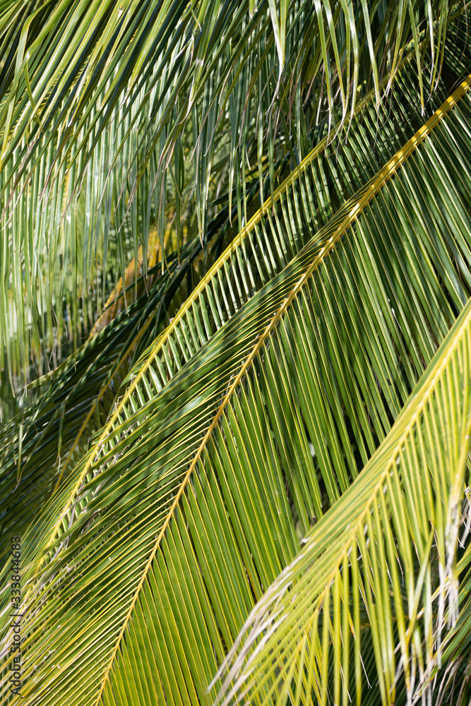 Feuille De Palmier Stock Photo Adobe Stock feuille-de-palmier-stock-photo-adobe-stock