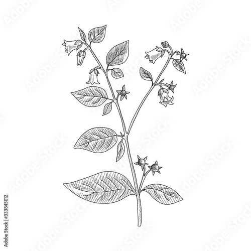 Konstfotografi vector drawing belladonna
