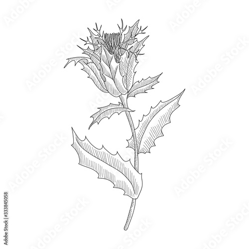 vector drawing blessed thistle