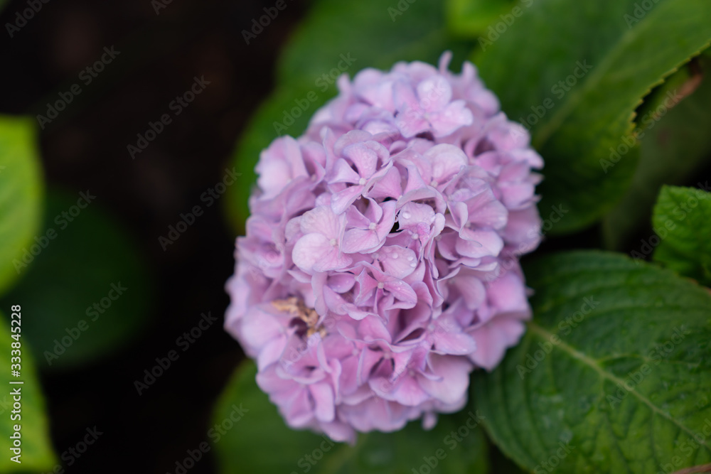 Hydrangea Hydrangea