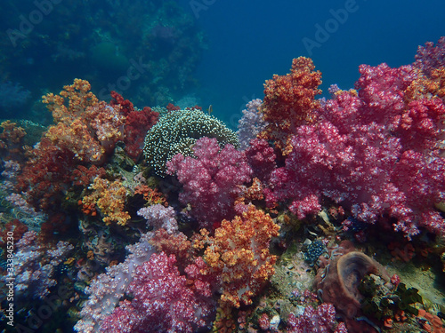Marine life under sea water, underwater landscape photography