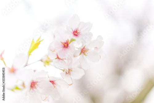 日本の春 桜