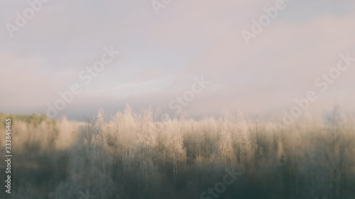 Winter forest frost