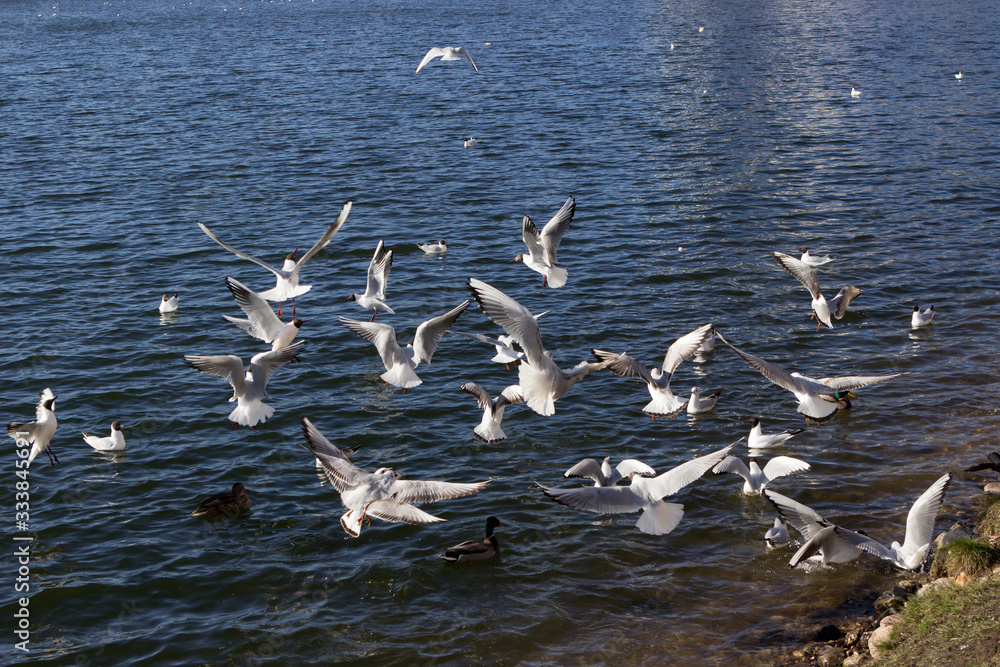 many gulls and ducks fly over the city river, lake, pond on a sunny day. many gulls and ducks fly over the city river, lake, pond on a sunny day.