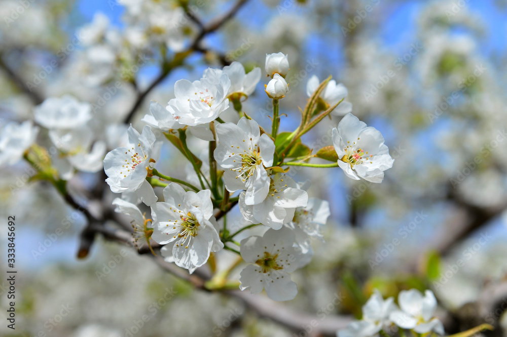 Pear flower in full bloom in spring