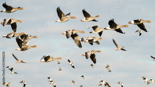 Greylag Goose (Anser anser) flock flying by, taken in the UK