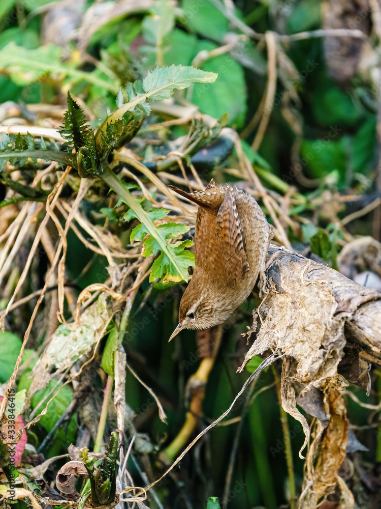 Wren (Troglodytes troglodytes) hanging off a branch, taken in London Wren (Troglodytes troglodytes) hanging off a branch, taken in London