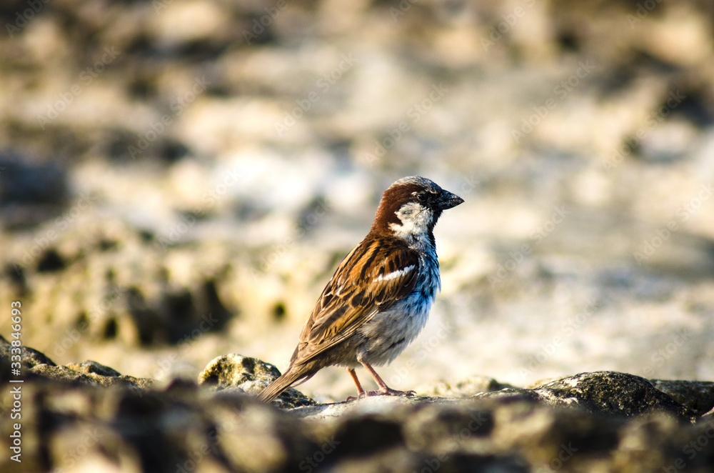 sparrow on the beach sparrow on the beach