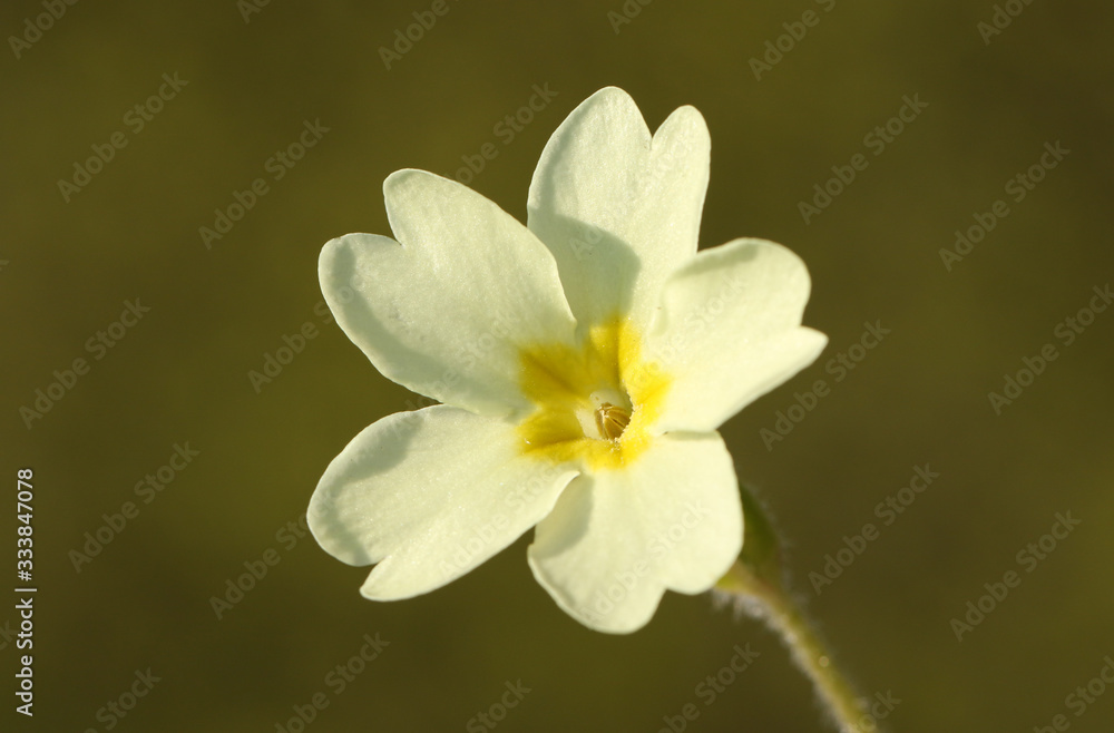 A beautiful Primrose, Primula vulgaris, flower growing in woodland in the UK. A beautiful Primrose, Primula vulgaris, flower growing in woodland in the UK.