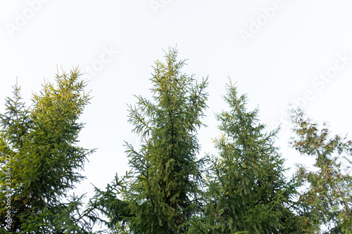 Tall green spruce. Fir trees against the sky. Background of green trees. Branches of spruce on the background. Natural background.